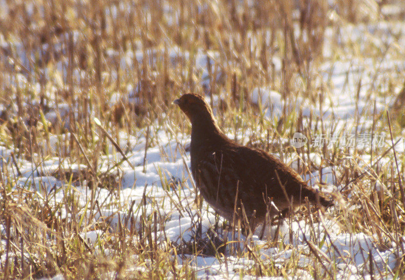 灰鹧鸪(Perdix Perdix)在背光